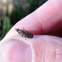 Euthycera stichospila