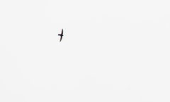 Streptoprocne rutila