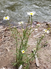 Leucanthemum vulgare