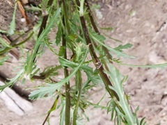 Leucanthemum vulgare