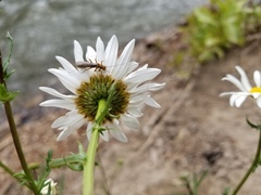 Leucanthemum vulgare