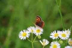 Lycaena phlaeas daimio
