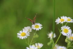 Lycaena phlaeas daimio