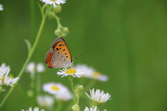 Lycaena phlaeas daimio