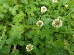 Trifolium repens