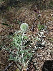 Echinops latifolius