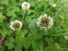 Trifolium repens