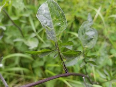 Solanum dulcamara