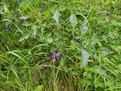 Solanum dulcamara
