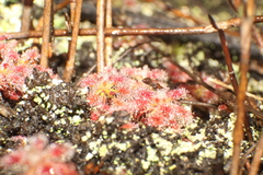 Drosera roseana
