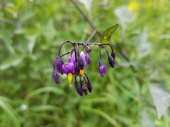 Solanum dulcamara