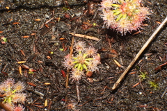Drosera roseana