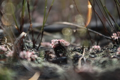 Drosera roseana