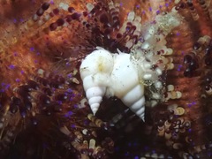 Echineulima asthenosomae