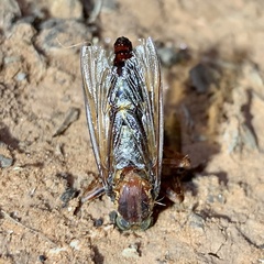 Dasypogoninae
