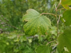 Ribes aureum