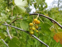 Ribes aureum