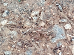 Sitana