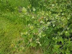 Ribes aureum