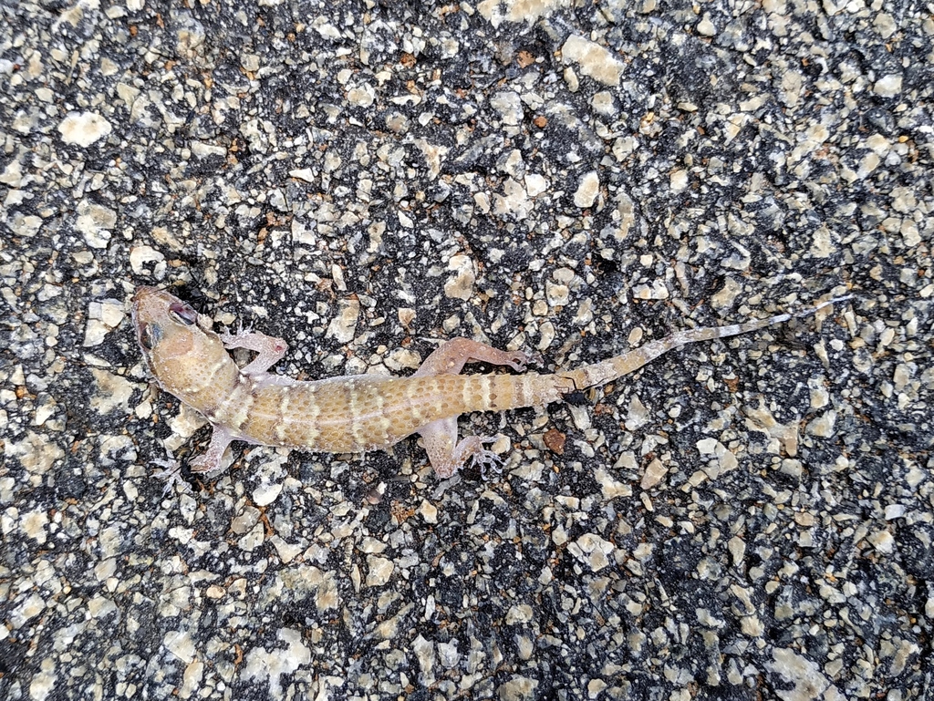 Whitaker’s Termite Hill Gecko
