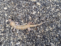 Hemidactylus whitakeri