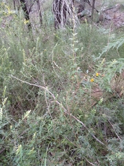 Bossiaea stephensonii