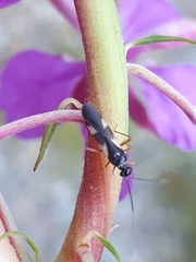 Globiceps flavomaculatus