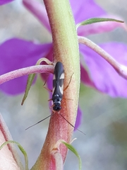 Globiceps flavomaculatus