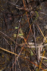 Brownseya serpentina