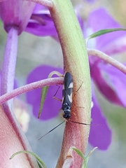 Globiceps flavomaculatus