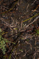 Brownseya serpentina