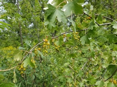 Ribes aureum