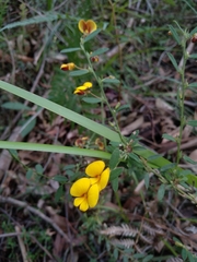 Bossiaea stephensonii
