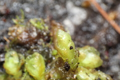 Goebelobryum