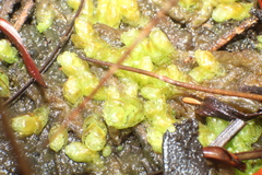 Goebelobryum