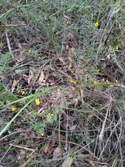 Bossiaea stephensonii