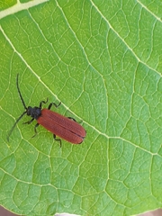 Pyropterus nigroruber