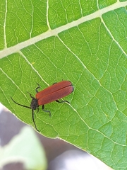 Pyropterus nigroruber