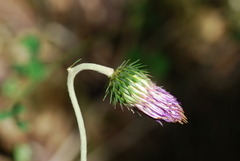 Carduus defloratus
