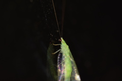 Ceraeochrysa lineaticornis