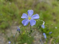 Linum lewisii