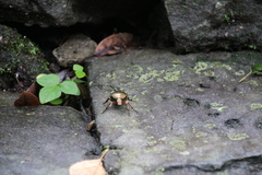 Pseudotorynorrhina japonica