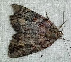 Catocala agrippina