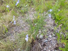 Linum lewisii