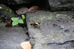 Pseudotorynorrhina japonica