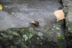 Pseudotorynorrhina japonica