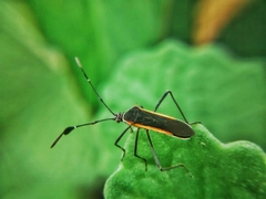 Plapigus circumcinctus