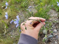 Linum lewisii