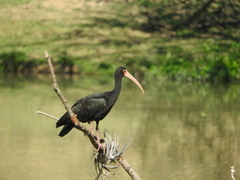 Bare-Faced Ibis photo 1