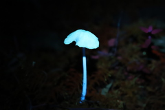 Entoloma aromaticum